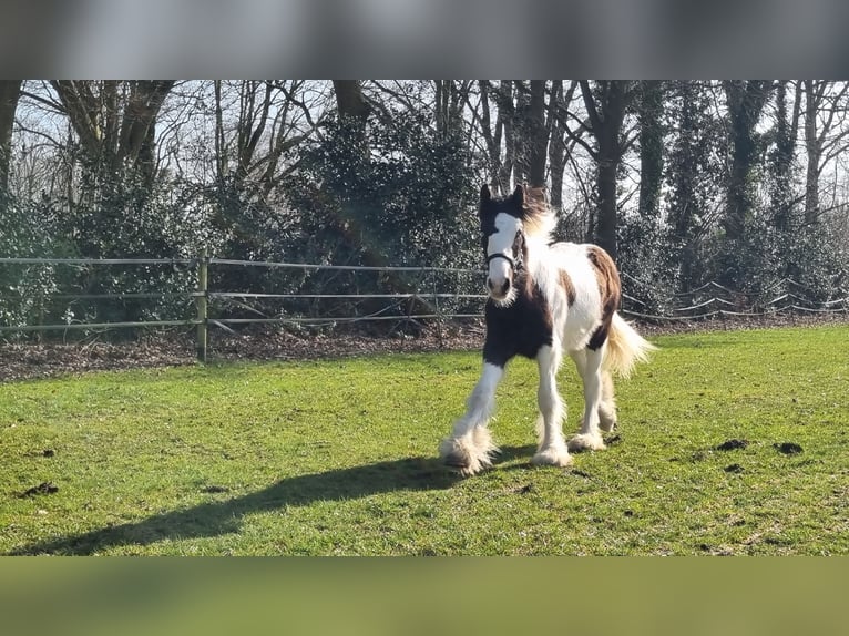 Cob Irlandese / Tinker / Gypsy Vanner Stallone 1 Anno 154 cm Pezzato in Wapenveld