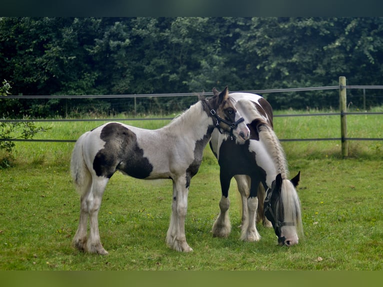 Cob Irlandese / Tinker / Gypsy Vanner Stallone 1 Anno 154 cm Pezzato in Wapenveld