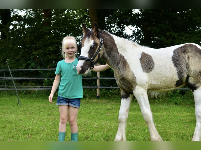 Cob Irlandese / Tinker / Gypsy Vanner Stallone 1 Anno 154 cm Pezzato in Wapenveld