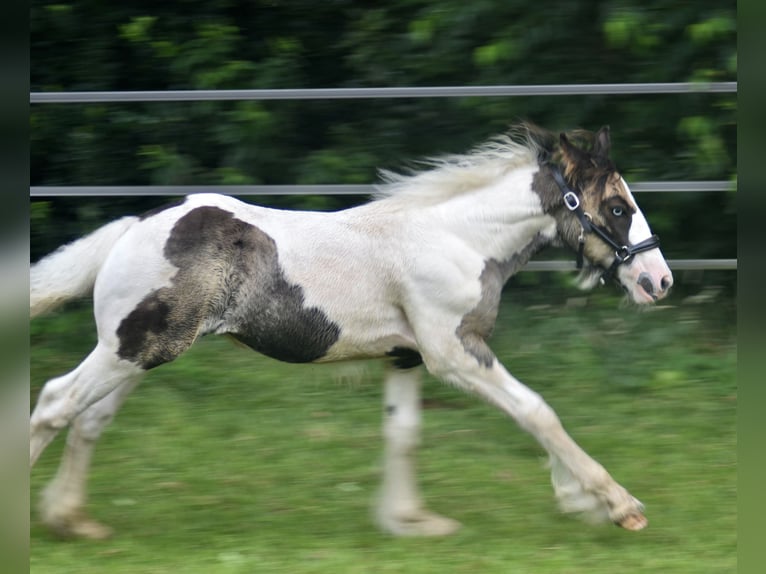 Cob Irlandese / Tinker / Gypsy Vanner Stallone 1 Anno 154 cm Pezzato in Wapenveld