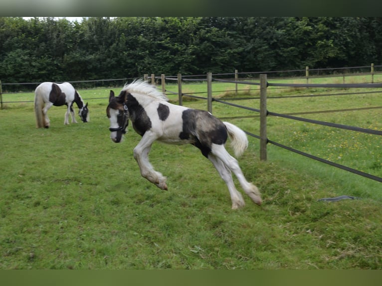 Cob Irlandese / Tinker / Gypsy Vanner Stallone 1 Anno 154 cm Pezzato in Wapenveld