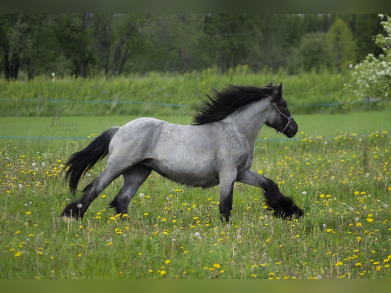 Cob Irlandese / Tinker / Gypsy Vanner Stallone 1 Anno 156 cm Roano blu in Kohila