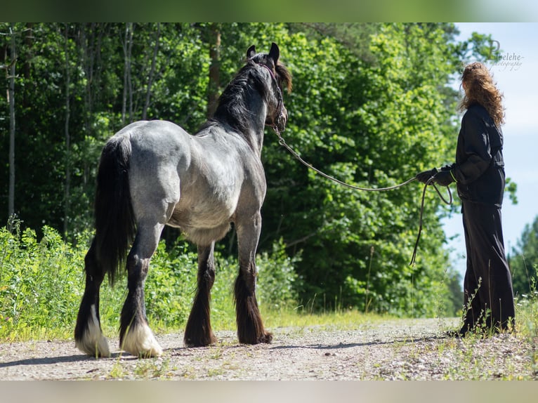 Cob Irlandese / Tinker / Gypsy Vanner Stallone 1 Anno 156 cm Roano blu in Kohila
