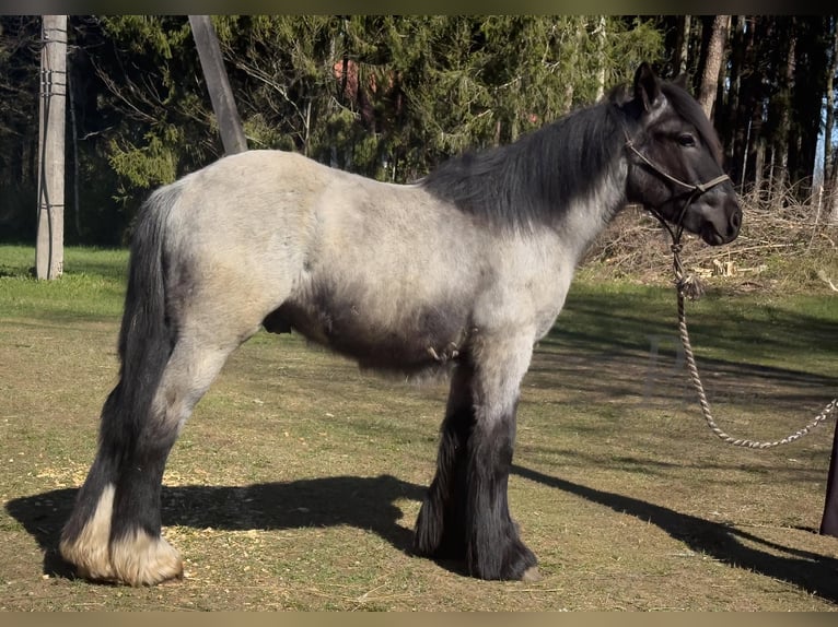 Cob Irlandese / Tinker / Gypsy Vanner Stallone 1 Anno 156 cm Roano blu in Kohila