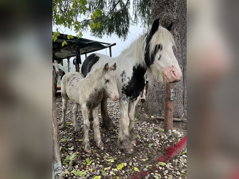 Cob Irlandese / Tinker / Gypsy Vanner Stallone 1 Anno Pezzato in Böbing