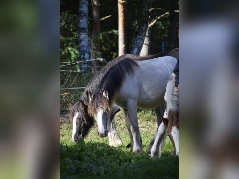 Cob Irlandese / Tinker / Gypsy Vanner Stallone 2 Anni 126 cm Leopard in Heiligengrabe