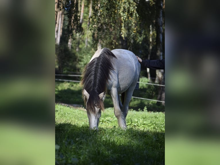 Cob Irlandese / Tinker / Gypsy Vanner Stallone 2 Anni 126 cm Leopard in Heiligengrabe