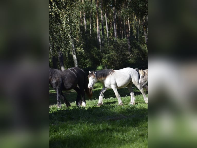 Cob Irlandese / Tinker / Gypsy Vanner Stallone 2 Anni 126 cm Leopard in Heiligengrabe