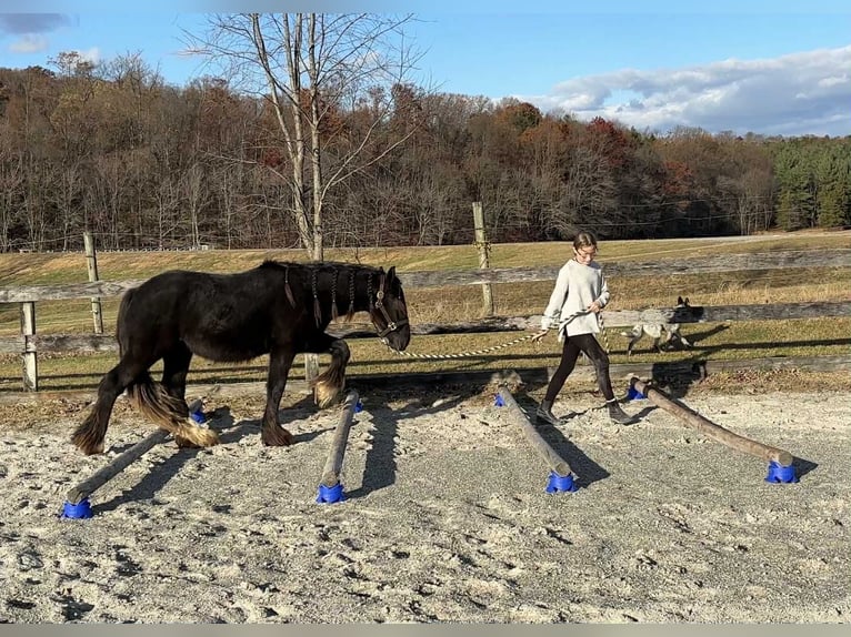 Cob Irlandese / Tinker / Gypsy Vanner Stallone 2 Anni 132 cm Morello in New Holland