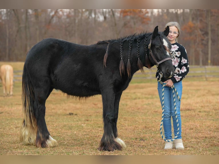 Cob Irlandese / Tinker / Gypsy Vanner Stallone 2 Anni 132 cm Morello in New Holland