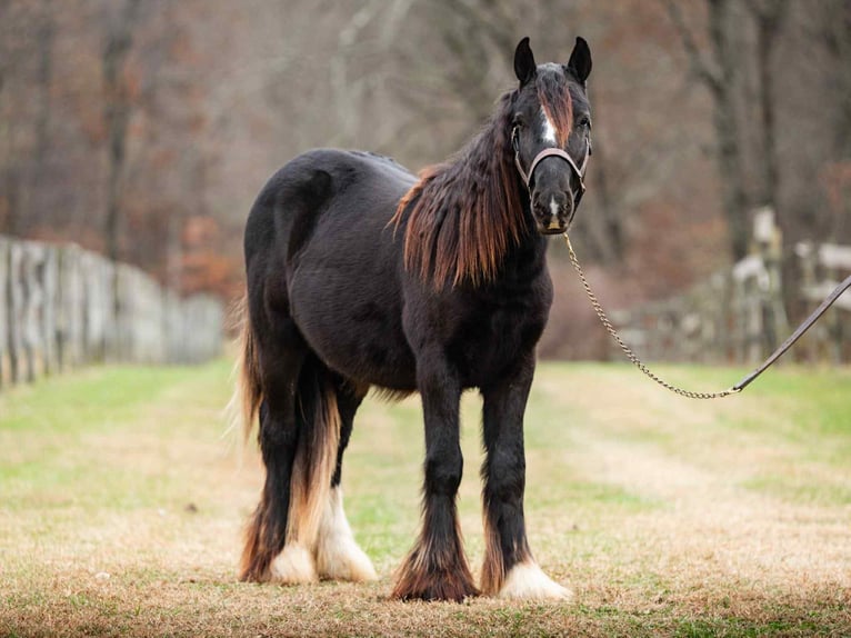 Cob Irlandese / Tinker / Gypsy Vanner Stallone 2 Anni 132 cm Morello in New Holland