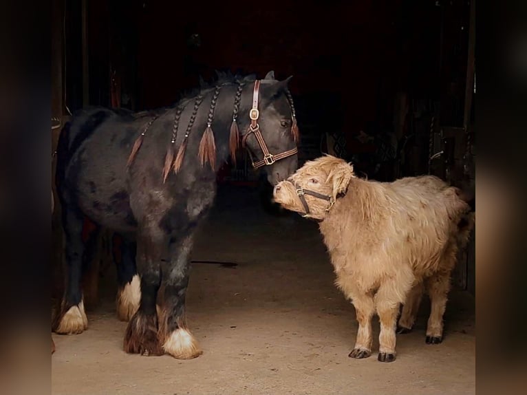 Cob Irlandese / Tinker / Gypsy Vanner Stallone 2 Anni 132 cm Morello in New Holland