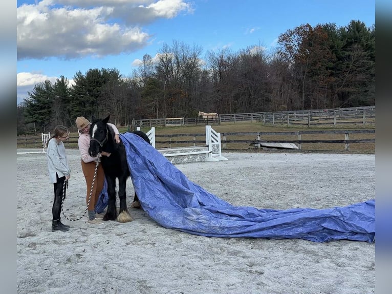 Cob Irlandese / Tinker / Gypsy Vanner Stallone 2 Anni 132 cm Morello in New Holland