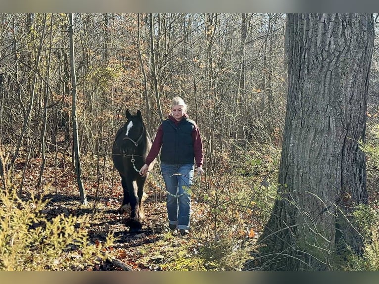 Cob Irlandese / Tinker / Gypsy Vanner Stallone 2 Anni 132 cm Morello in New Holland