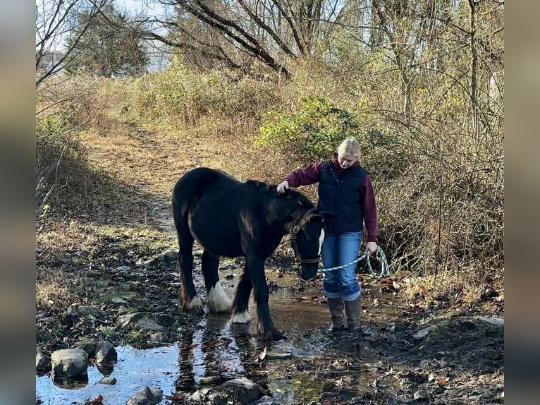Cob Irlandese / Tinker / Gypsy Vanner Stallone 2 Anni 132 cm Morello in New Holland