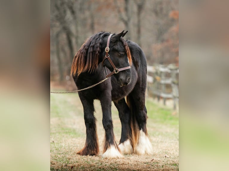 Cob Irlandese / Tinker / Gypsy Vanner Stallone 2 Anni 132 cm Morello in New Holland