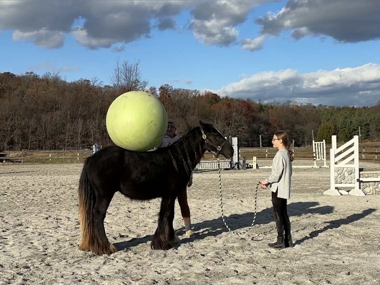 Cob Irlandese / Tinker / Gypsy Vanner Stallone 2 Anni 132 cm Morello in New Holland