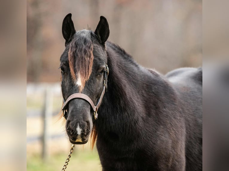 Cob Irlandese / Tinker / Gypsy Vanner Stallone 2 Anni 132 cm Morello in New Holland