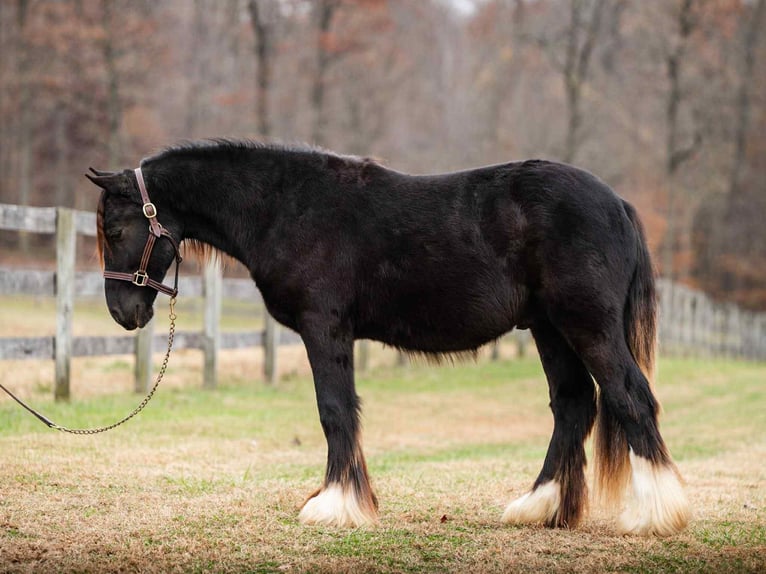 Cob Irlandese / Tinker / Gypsy Vanner Stallone 2 Anni 132 cm Morello in New Holland