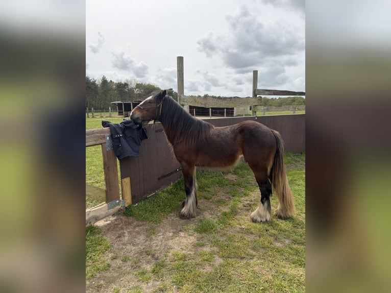 Cob Irlandese / Tinker / Gypsy Vanner Stallone 2 Anni 139 cm Baio nero in Seichebrieres