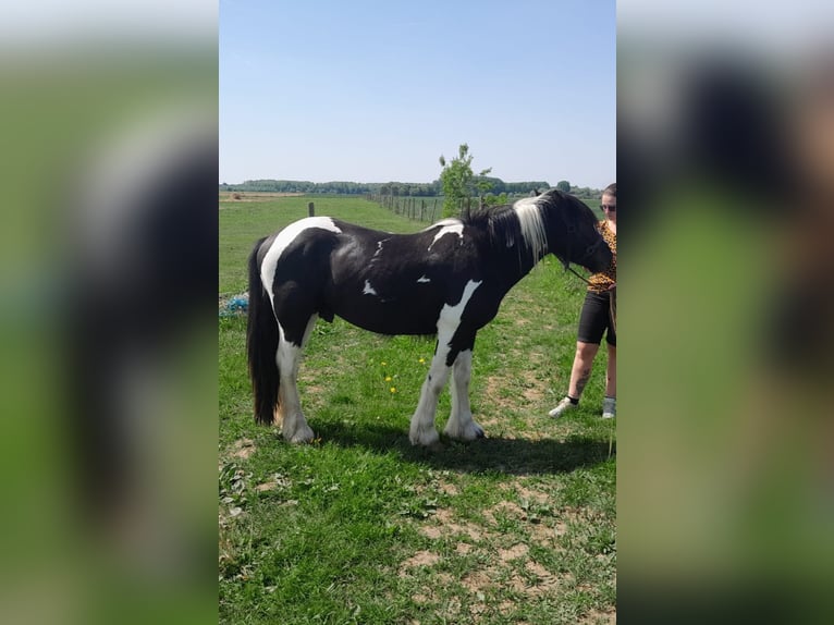 Cob Irlandese / Tinker / Gypsy Vanner Stallone 2 Anni 140 cm Pezzato in Zaventem