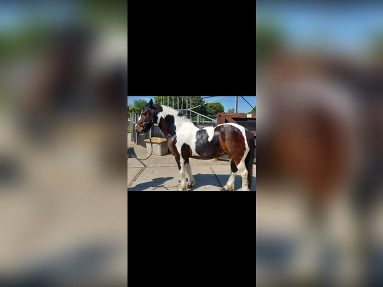 Cob Irlandese / Tinker / Gypsy Vanner Stallone 2 Anni 140 cm Pezzato in Zaventem