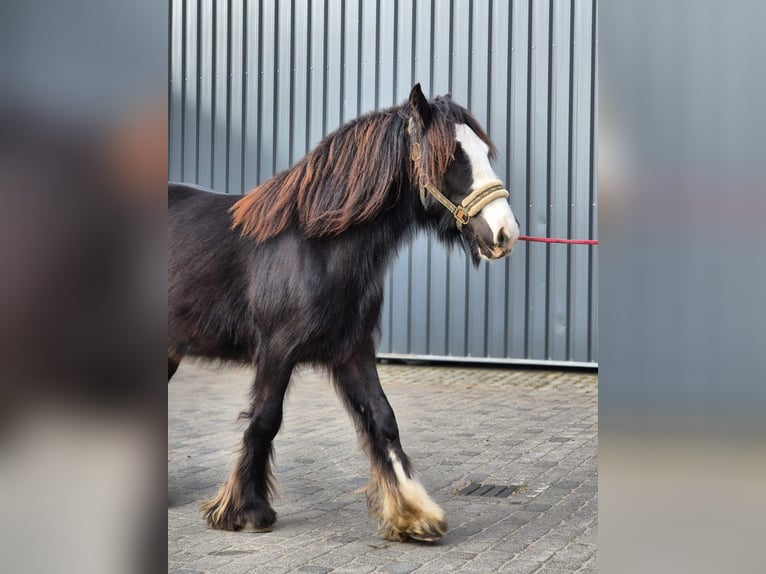 Cob Irlandese / Tinker / Gypsy Vanner Stallone 2 Anni 143 cm Morello in Buk