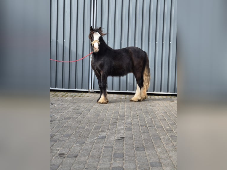 Cob Irlandese / Tinker / Gypsy Vanner Stallone 2 Anni 143 cm Morello in Buk