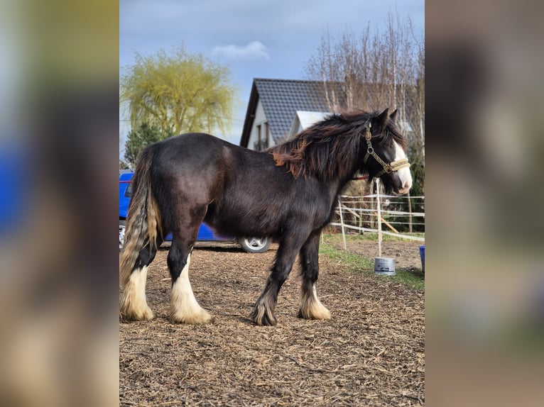 Cob Irlandese / Tinker / Gypsy Vanner Stallone 2 Anni 143 cm Morello in Buk