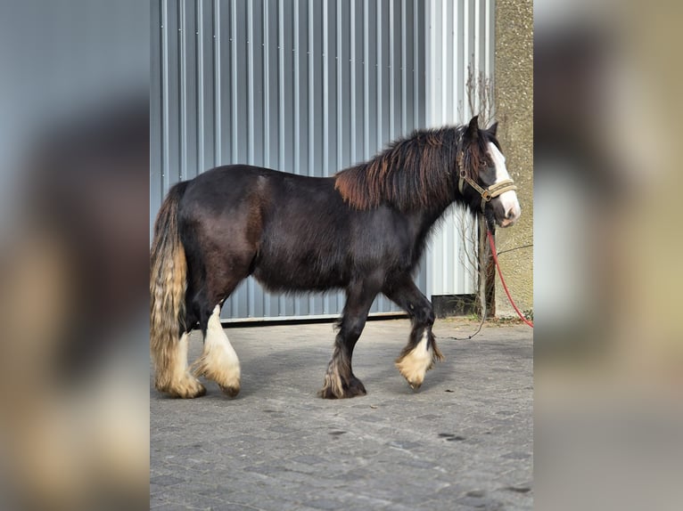 Cob Irlandese / Tinker / Gypsy Vanner Stallone 2 Anni 143 cm Morello in Buk