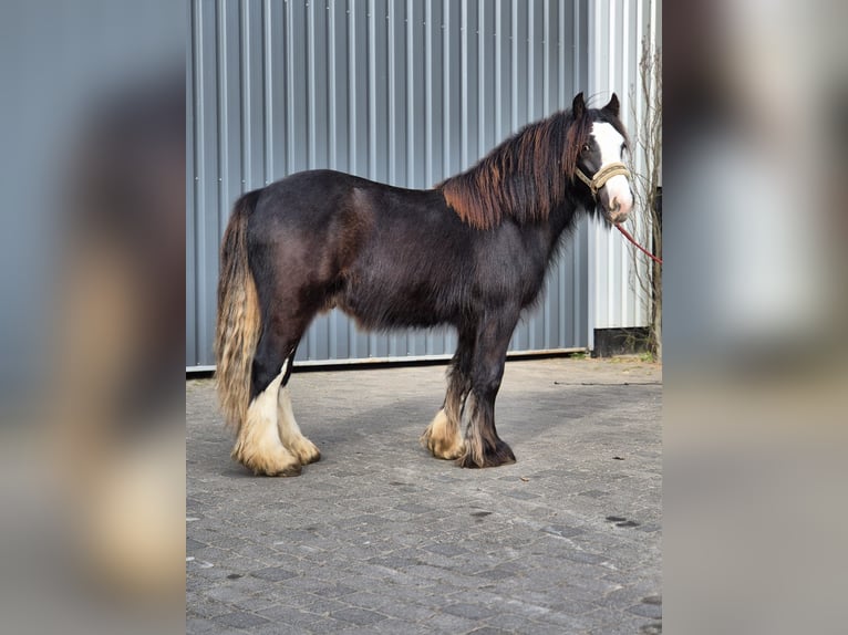 Cob Irlandese / Tinker / Gypsy Vanner Stallone 2 Anni 143 cm Morello in Buk