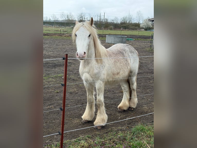 Cob Irlandese / Tinker / Gypsy Vanner Stallone 2 Anni 145 cm Perlino in Falkensee
