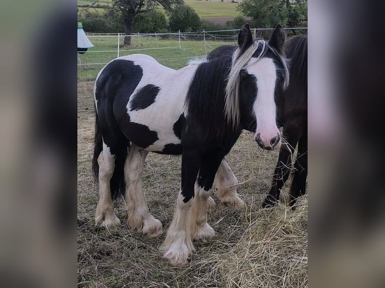 Cob Irlandese / Tinker / Gypsy Vanner Stallone 2 Anni 148 cm Pezzato in Calden