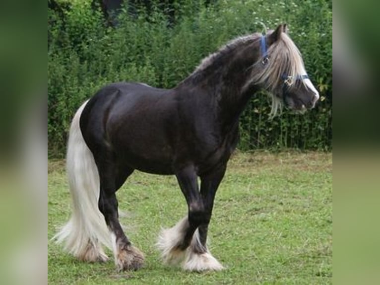 Cob Irlandese / Tinker / Gypsy Vanner Stallone 2 Anni 148 cm Pezzato in Calden
