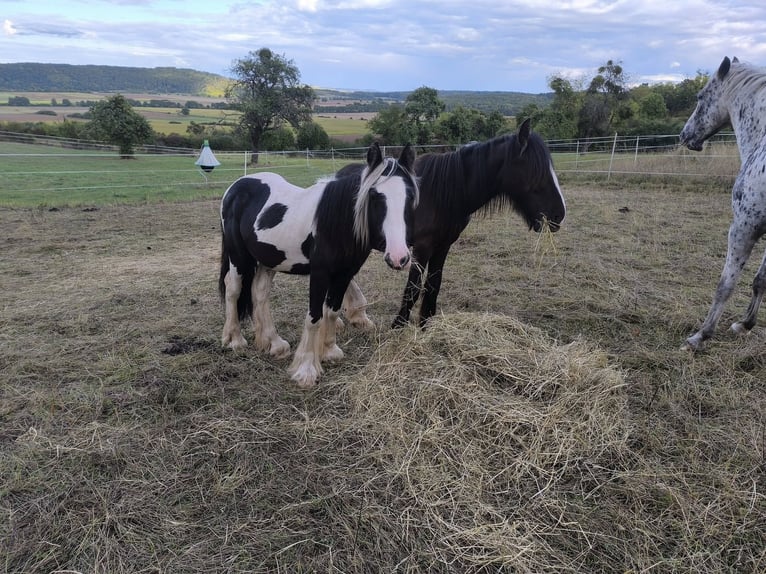 Cob Irlandese / Tinker / Gypsy Vanner Stallone 2 Anni 148 cm Pezzato in Calden