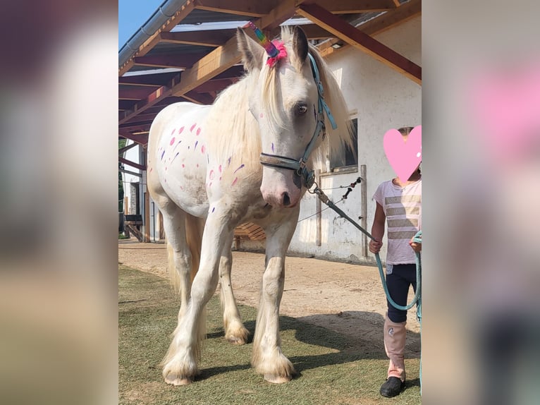 Cob Irlandese / Tinker / Gypsy Vanner Stallone 2 Anni 150 cm Pezzato in Göggingen