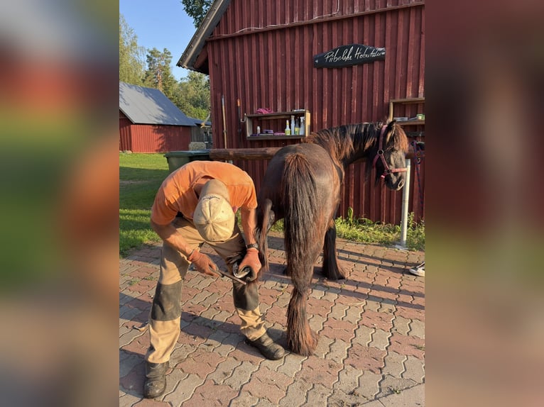 Cob Irlandese / Tinker / Gypsy Vanner Stallone 2 Anni 154 cm Grigio in Kohila