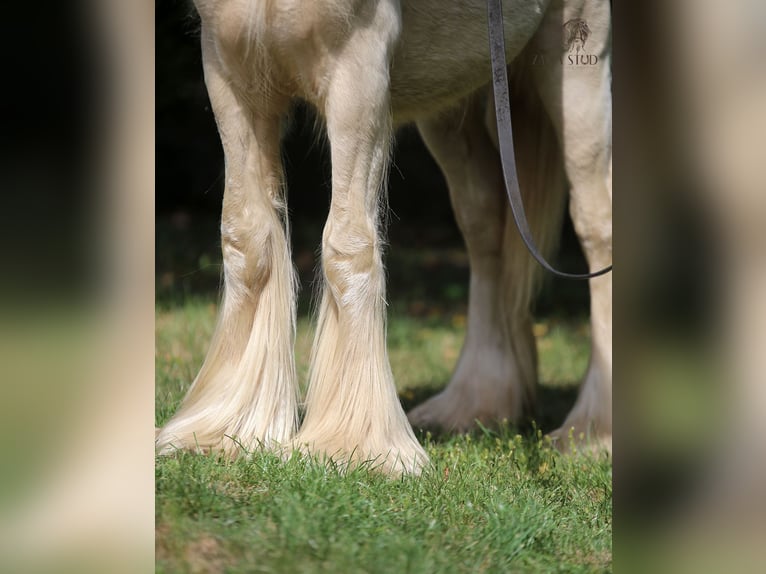 Cob Irlandese / Tinker / Gypsy Vanner Stallone 2 Anni Cremello in Stryków