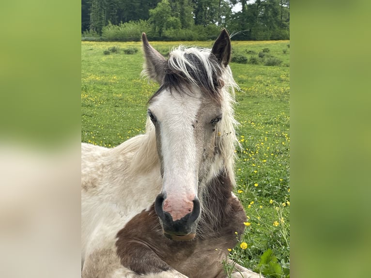 Cob Irlandese / Tinker / Gypsy Vanner Stallone 2 Anni Pelle di daino in Genevrey
