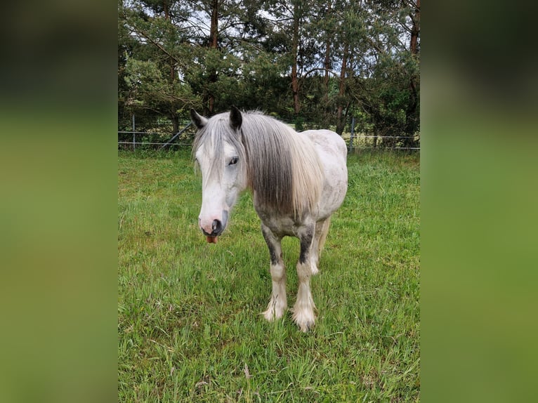 Cob Irlandese / Tinker / Gypsy Vanner Stallone 3 Anni 140 cm Pezzato in Klötze