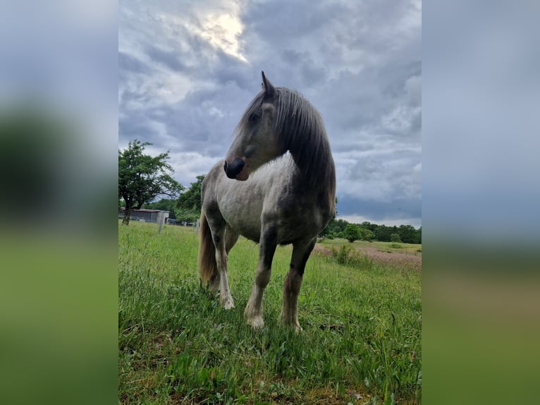 Cob Irlandese / Tinker / Gypsy Vanner Stallone 3 Anni 140 cm Pezzato in Klötze