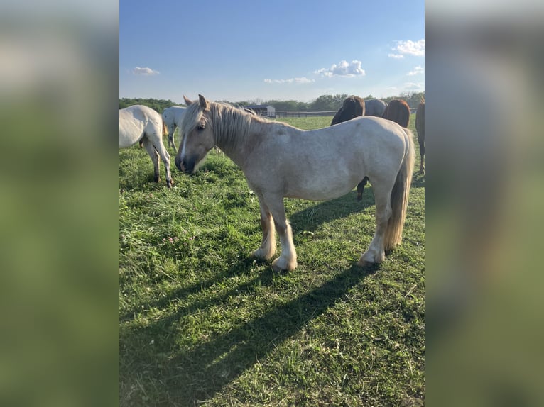 Cob Irlandese / Tinker / Gypsy Vanner Stallone 3 Anni 142 cm Palomino in Holden, Mo