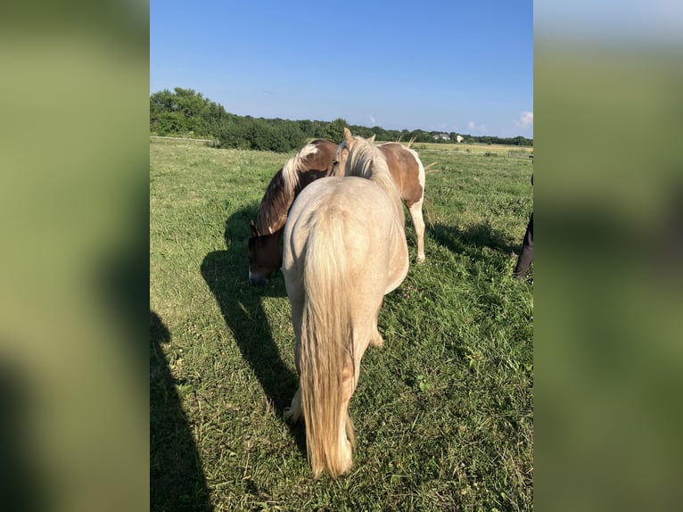 Cob Irlandese / Tinker / Gypsy Vanner Stallone 3 Anni 142 cm Palomino in Holden, Mo