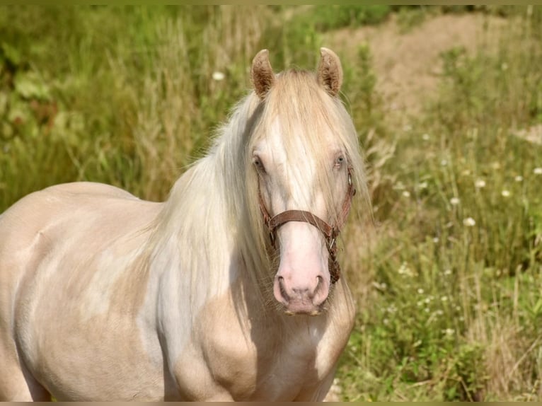 Cob Irlandese / Tinker / Gypsy Vanner Stallone 3 Anni 142 cm Perlino in East Canton