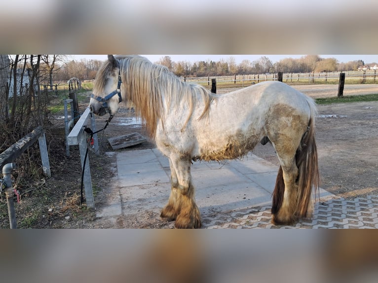 Cob Irlandese / Tinker / Gypsy Vanner Stallone 4 Anni 150 cm Grigio pezzato in Ingolstadt