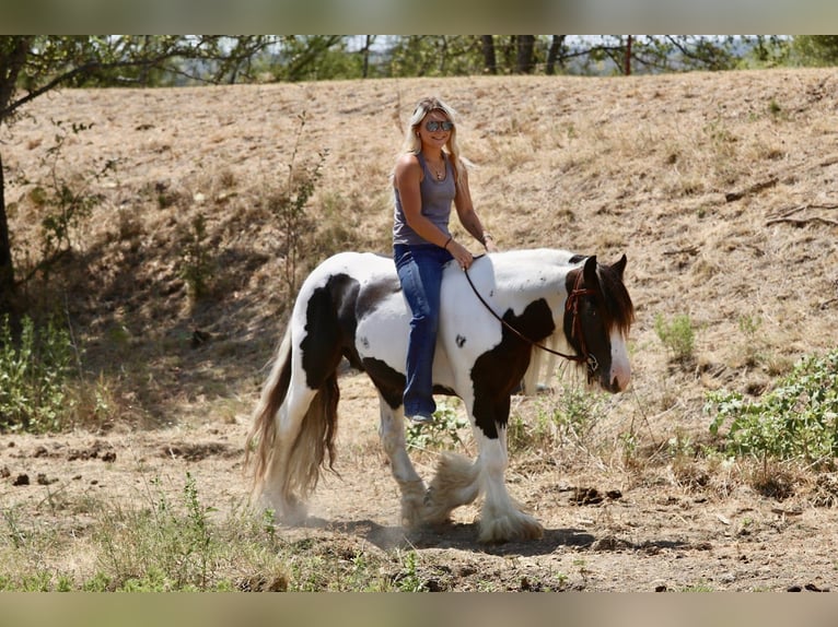 Cob Irlandese / Tinker / Gypsy Vanner Stallone 4 Anni Pezzato in Mineral Wells