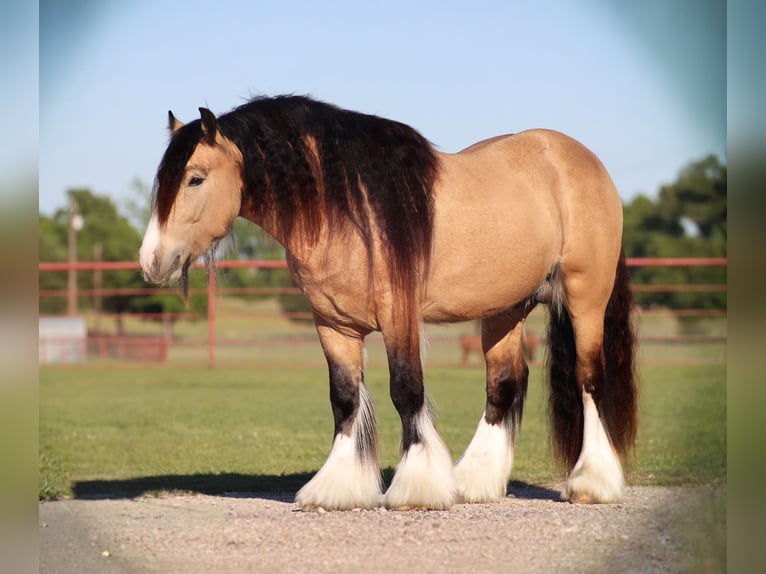Cob Irlandese / Tinker / Gypsy Vanner Stallone 5 Anni 140 cm Pelle di daino in Grand Saline