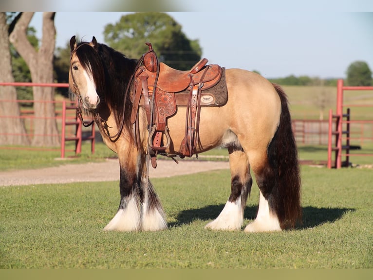 Cob Irlandese / Tinker / Gypsy Vanner Stallone 5 Anni 140 cm Pelle di daino in Grand Saline