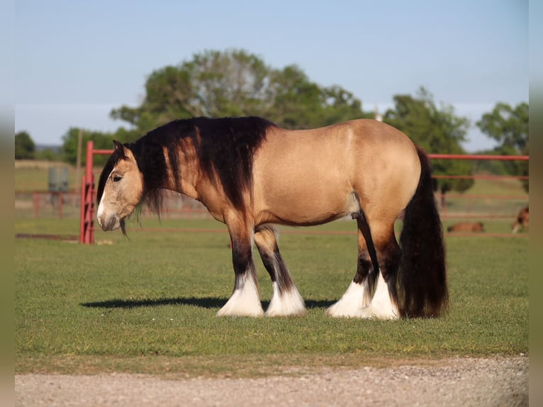 Cob Irlandese / Tinker / Gypsy Vanner Stallone 5 Anni 140 cm Pelle di daino in Grand Saline