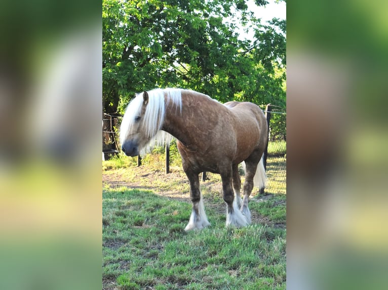 Cob Irlandese / Tinker / Gypsy Vanner Stallone 5 Anni 160 cm Palomino in Csorvás